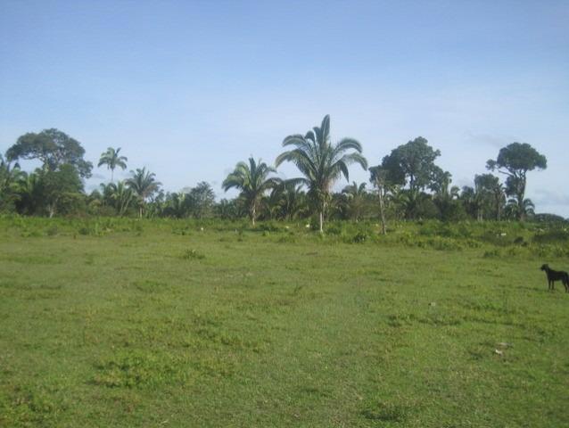 Fazenda em Autazes 750.000 - Foto 3