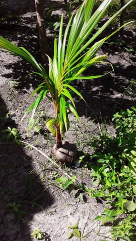 Muda de Coco anão