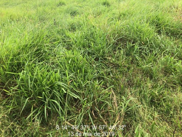 750 Hectares Pecuária de patrão em Mato Grosso-MT - Foto 2