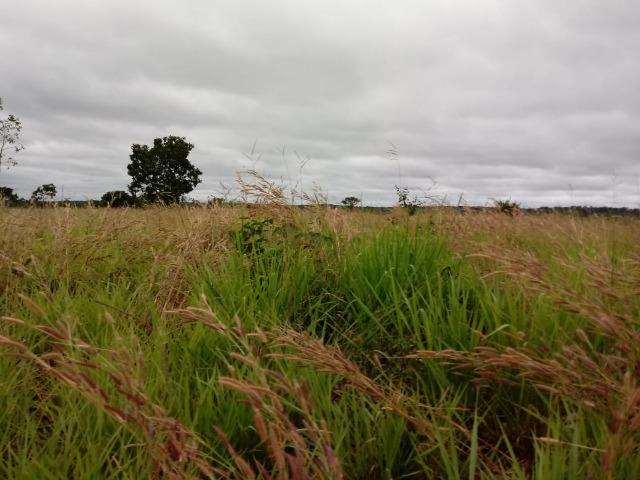 Fazenda para Pecuária em Livramento a 51 km de Cuiabá - Foto 10