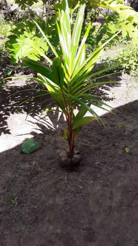 Muda de Coco anão - Foto 2