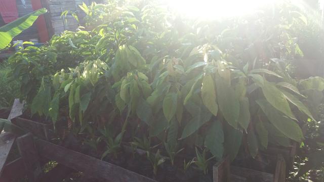 Mudas de plantas - Foto 4