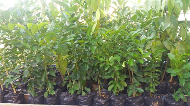 Mudas de plantas - Foto 5