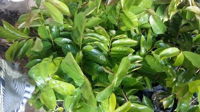Plantas frutiferas - Foto 5