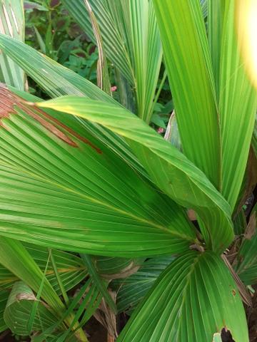 Plantas frutiferas - Foto 4