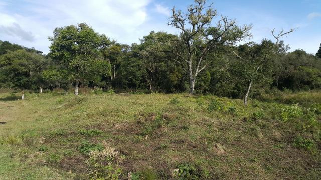 Terreno de 30.000m2 para chácara em Campo Alegre - Foto 2