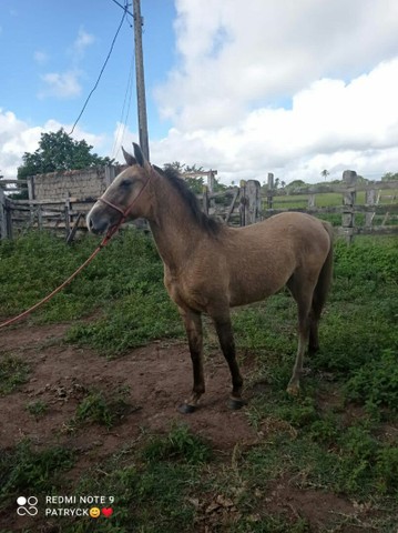 Lindo potro a venda 