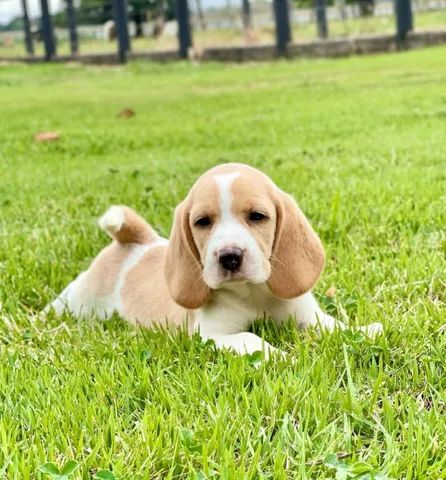 Excelente procedência de Filhotes Beagles com pedigree  - Foto 3