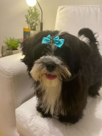 Vendo Shih-tzu com yorkshire  - Foto 2