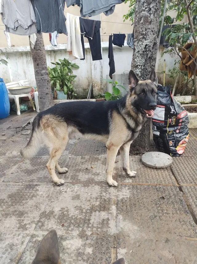 Pastor alemao cruzar  +4 anúncios na OLX Brasil