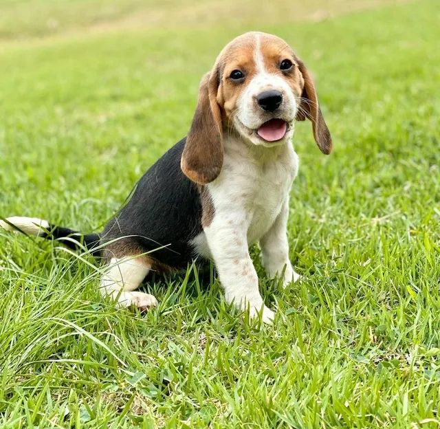 Excelente procedência de Filhotes Beagles com pedigree  - Foto 6