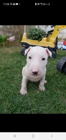 Promoção 2024 bull terrier