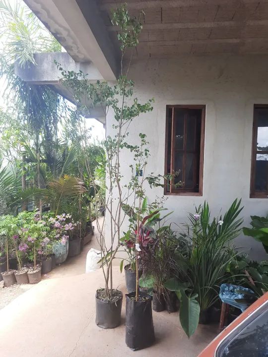 RESEDÁ FLORIDO - Foto 4