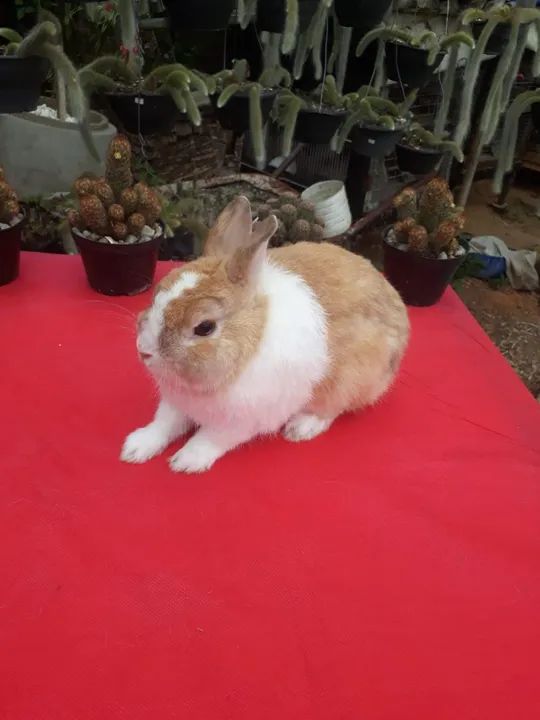 Mini Coelho anão netherland holandês  - Foto 3