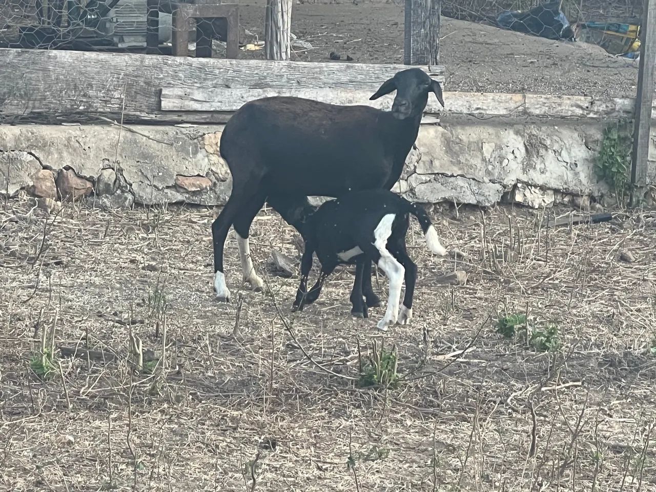 Vende-se ovelhas paridas raça Santa Inês e 1 bode reprodutor raça Parda Alpina - Foto 4