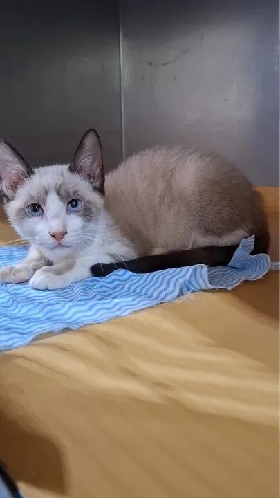 Gatinho fofinho para adoção!