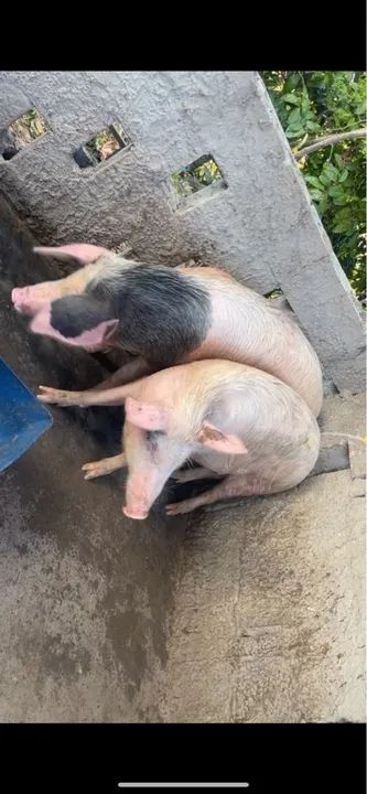 Venda de suíno  - Foto 5