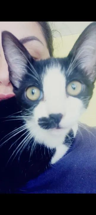 Gatinho lindo e carinhoso para adoção