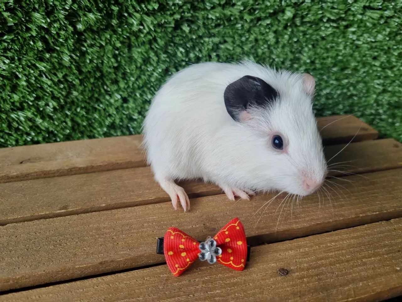 Porquinho da India - Foto 4