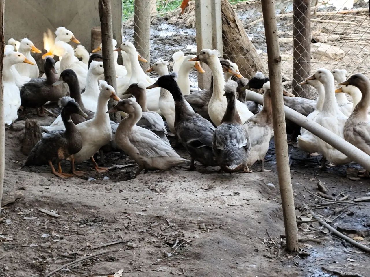 Marreco Pompom - Foto 4