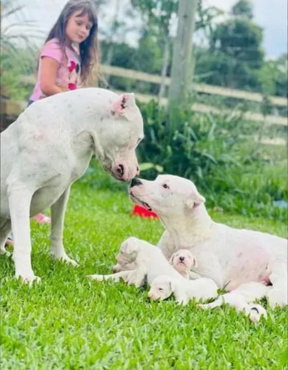 Vendo Filhotes Dogo Argentino  - Foto 4
