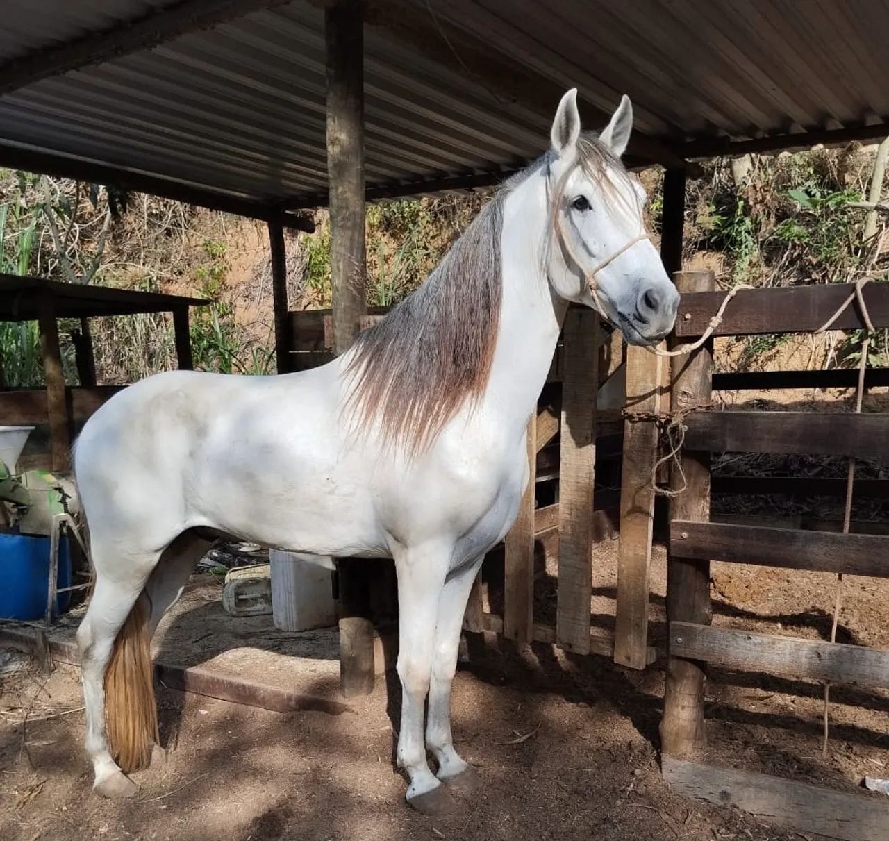 Capitão da Pátria Amada 