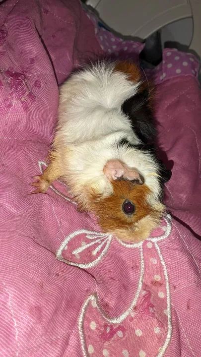 Porquinhos da índia  - Foto 4