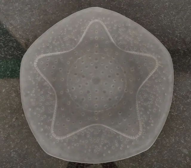 Prato de Bolo 