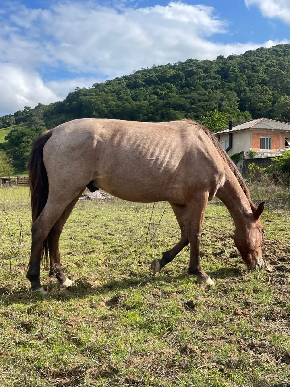 Cavalo crioulo  - Foto 2
