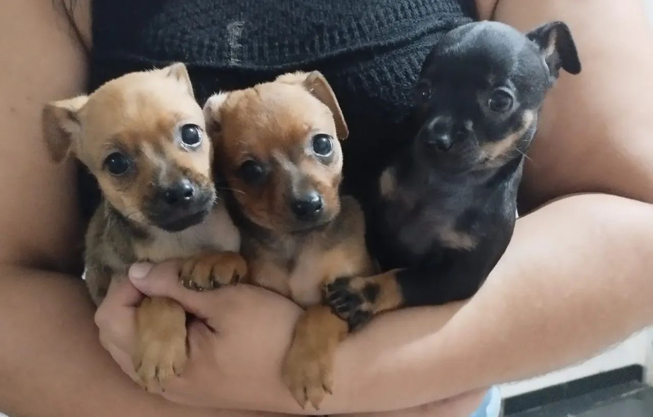 Filhotes de Pinscher - Lindos e Carinhosos! - Foto 3