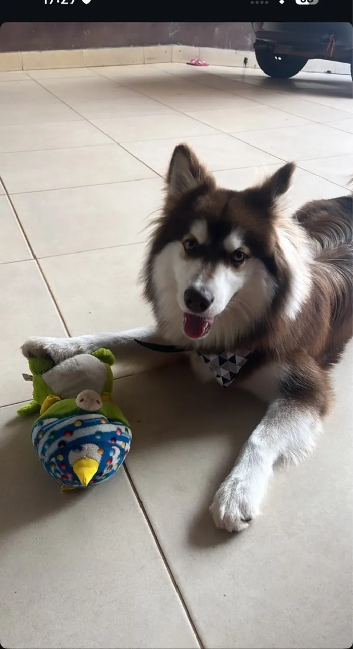 Vende se filhote de husky siberiano pra Hoje!