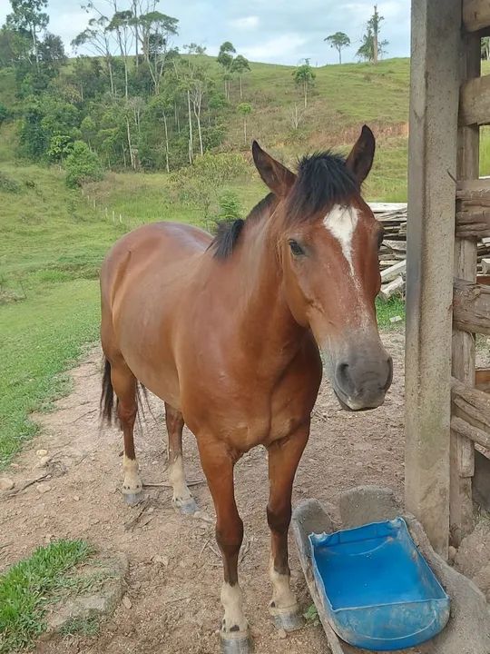 Cavalo manso  - Foto 3