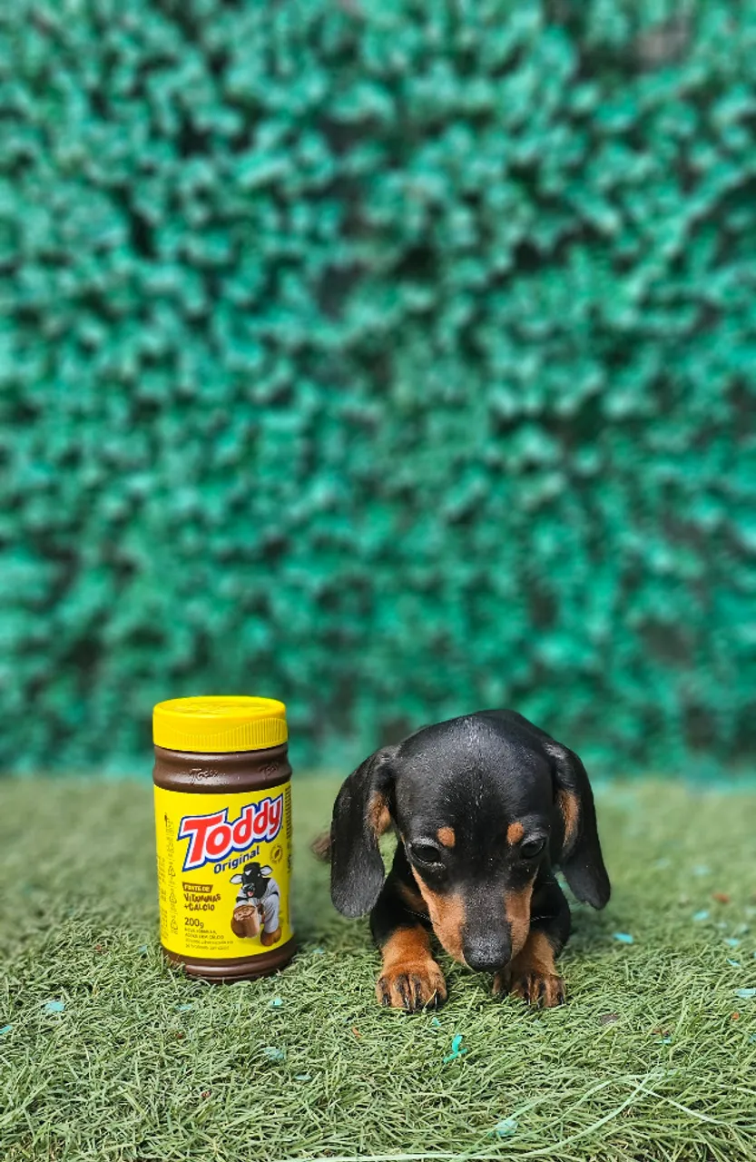 Dachshund Kaninchen ( Menor padrão da raça ) Macho minúsculo