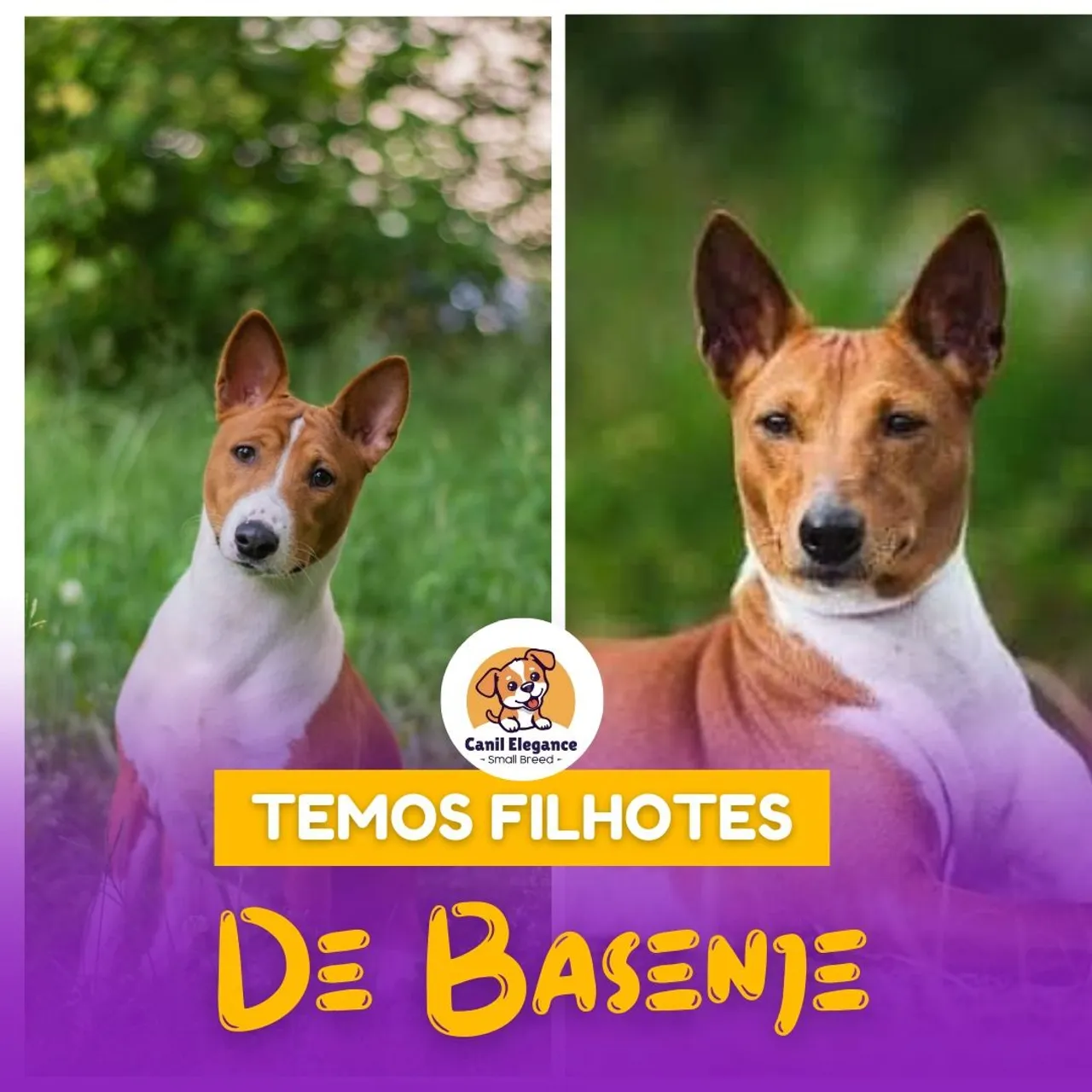 Temos lindos filhotes de Basenje 