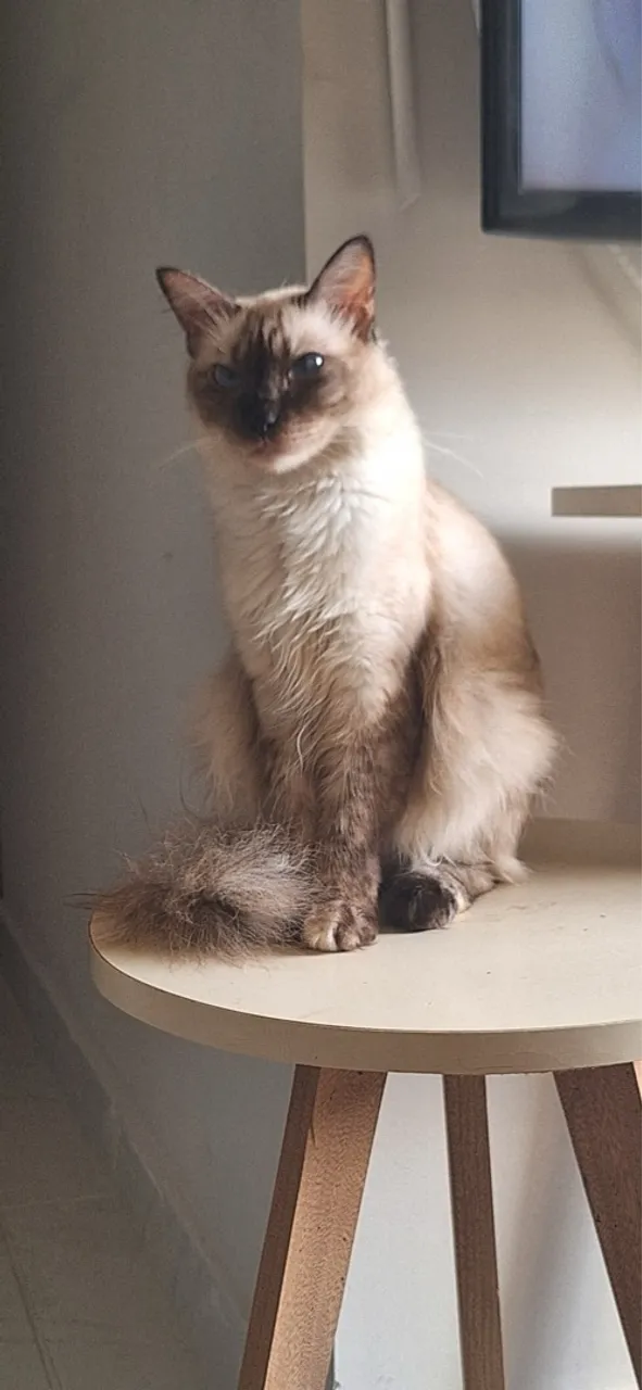 Gata Siamês Lindíssimo para Adoção