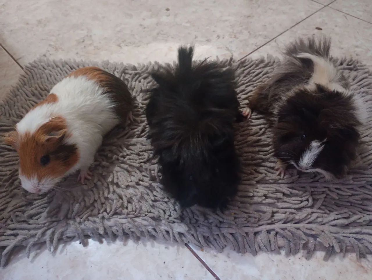 3 porquinhos da índia por apenas 100 reais  - Foto 3