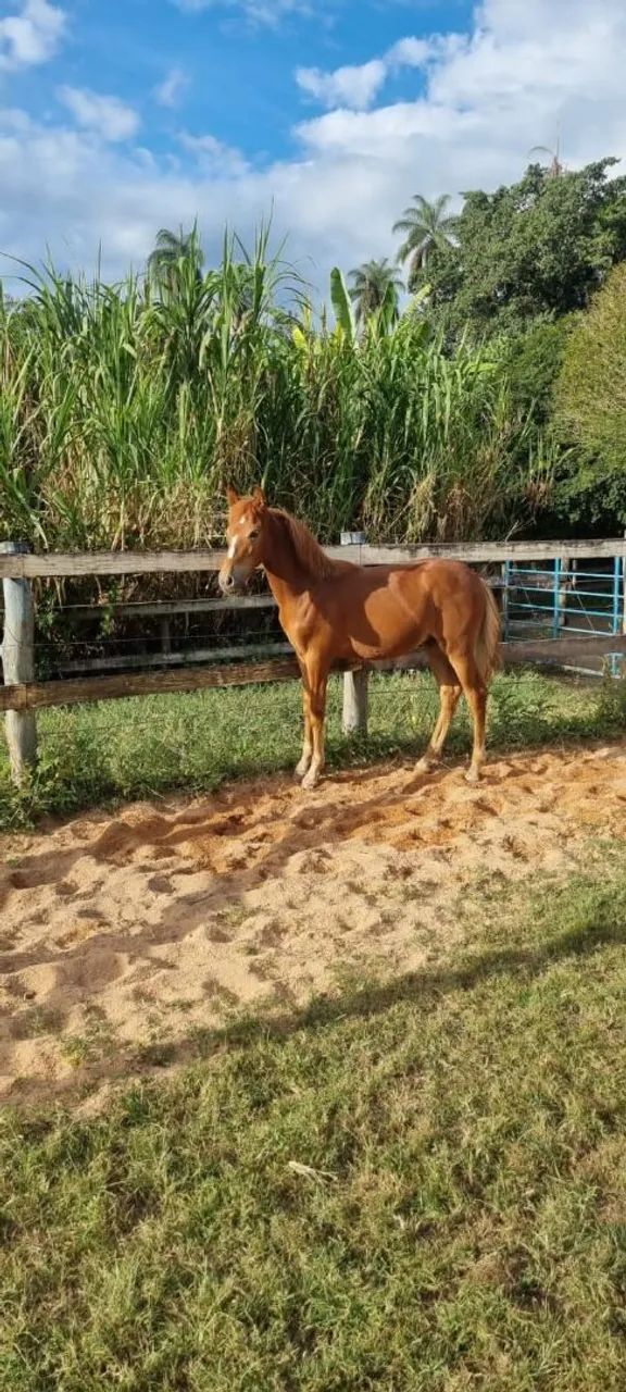 Oportunidade!!! 02 potros registrados filhos do Fajardo do Timbó!!!!! - Foto 4