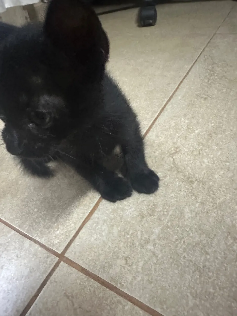 gatinhos a procura de um lar