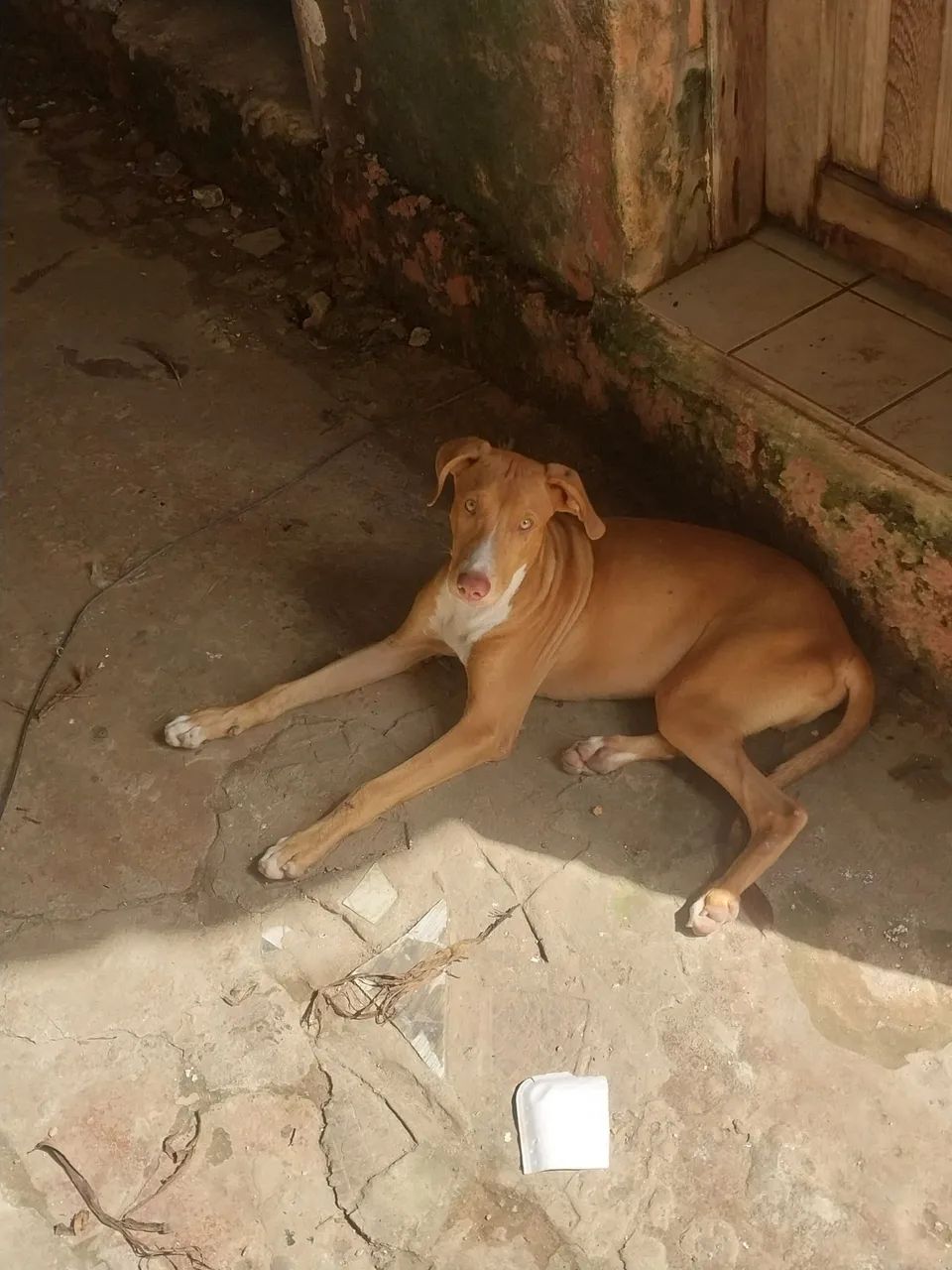 Doação responsável  - Foto 2