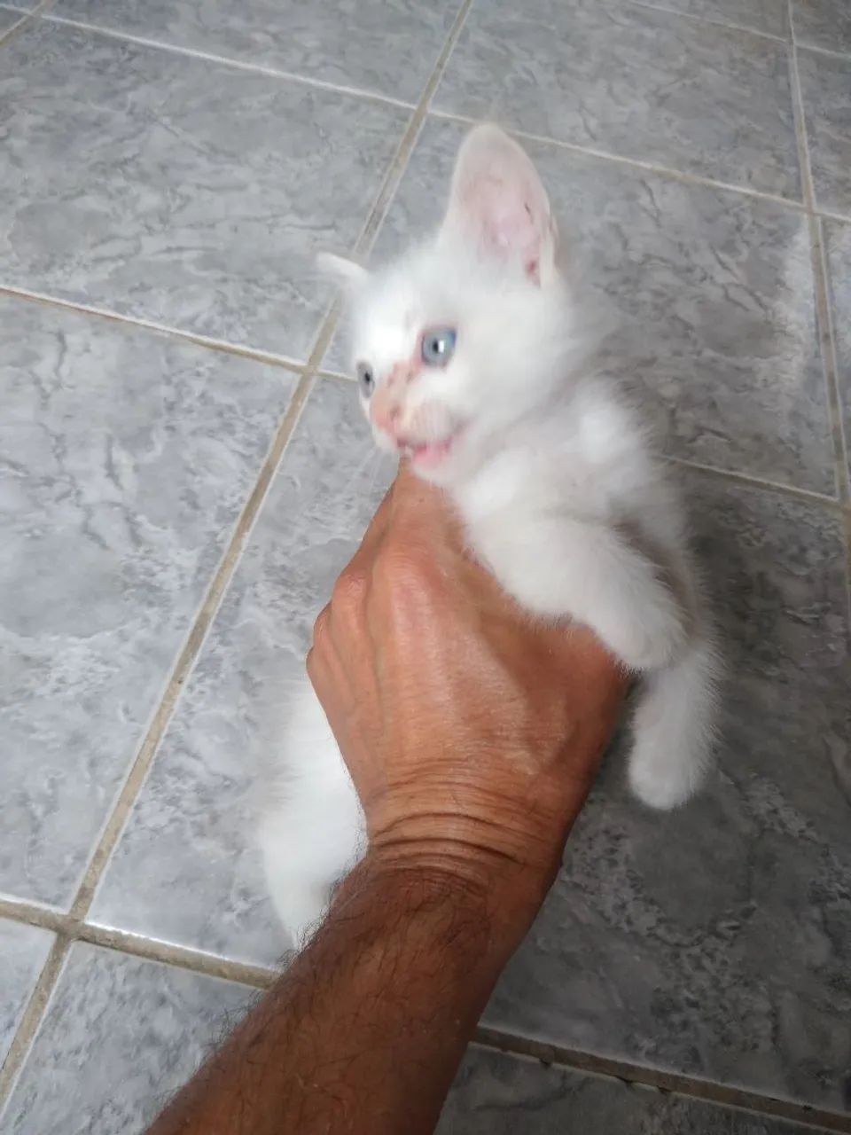 Gato doação filhote 7 semanas  - Foto 2