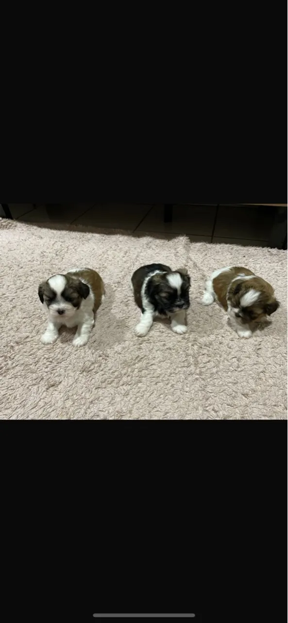 Filhotes Shih Tzu disponivel