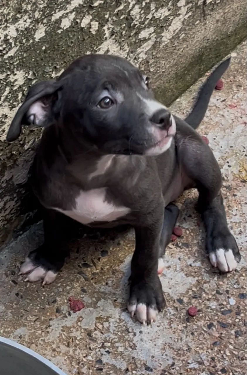 Filhote de Pitbull