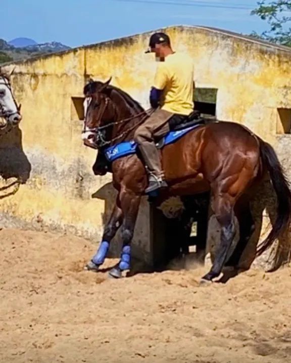 Cavalo Quarto de Milha Puro