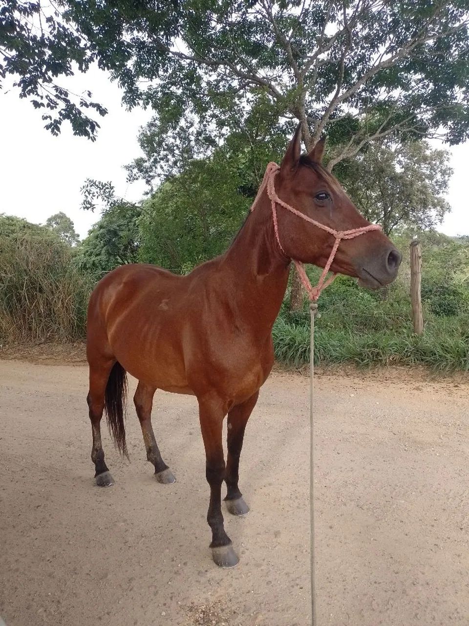 Cavalo QM