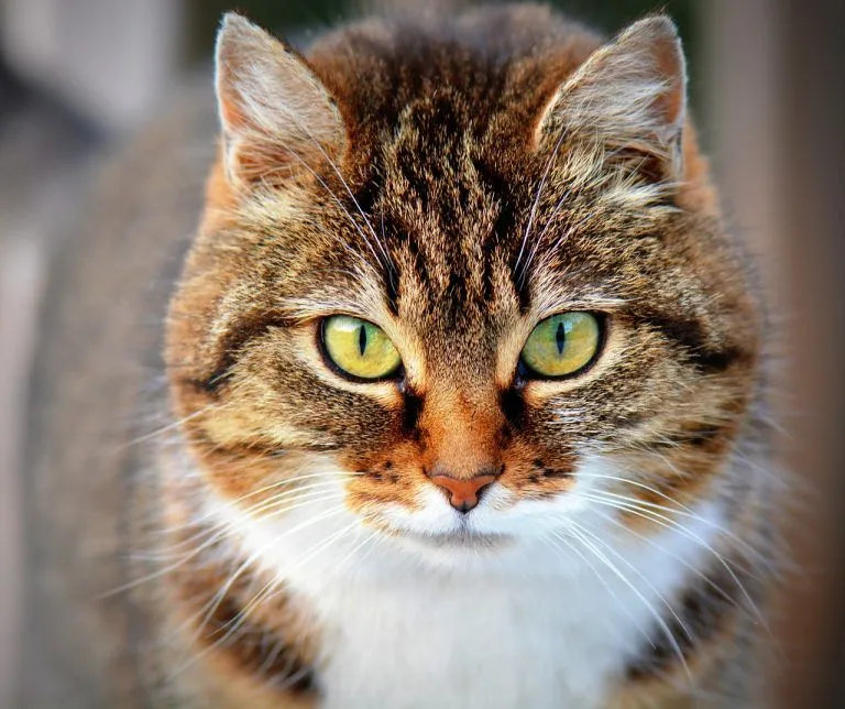 Procuro filhote de gato para adoção