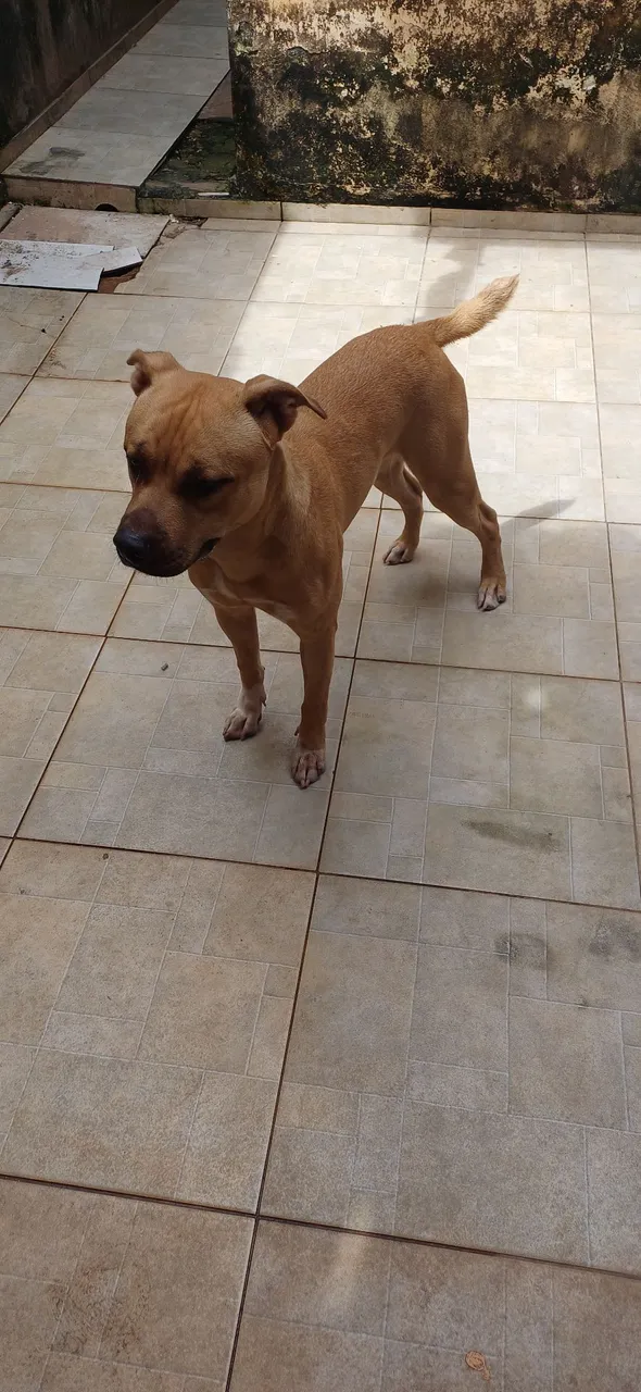 Filhote de Pitbull 11 Meses