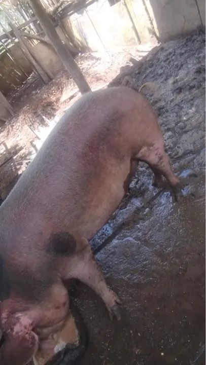 Porca para venda - Foto 2
