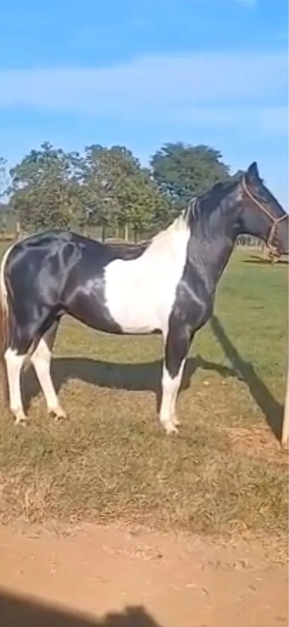 Cobertura - Cavalo Manga Larga Marchador ( registrado )-  PAMPA DE PRETO