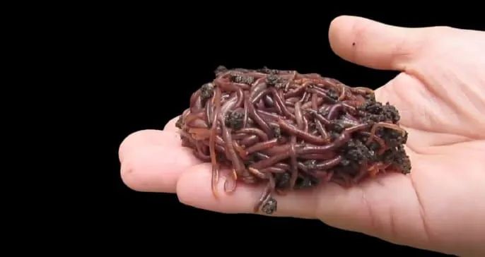 150 Minhoca Californiana - Foto 3