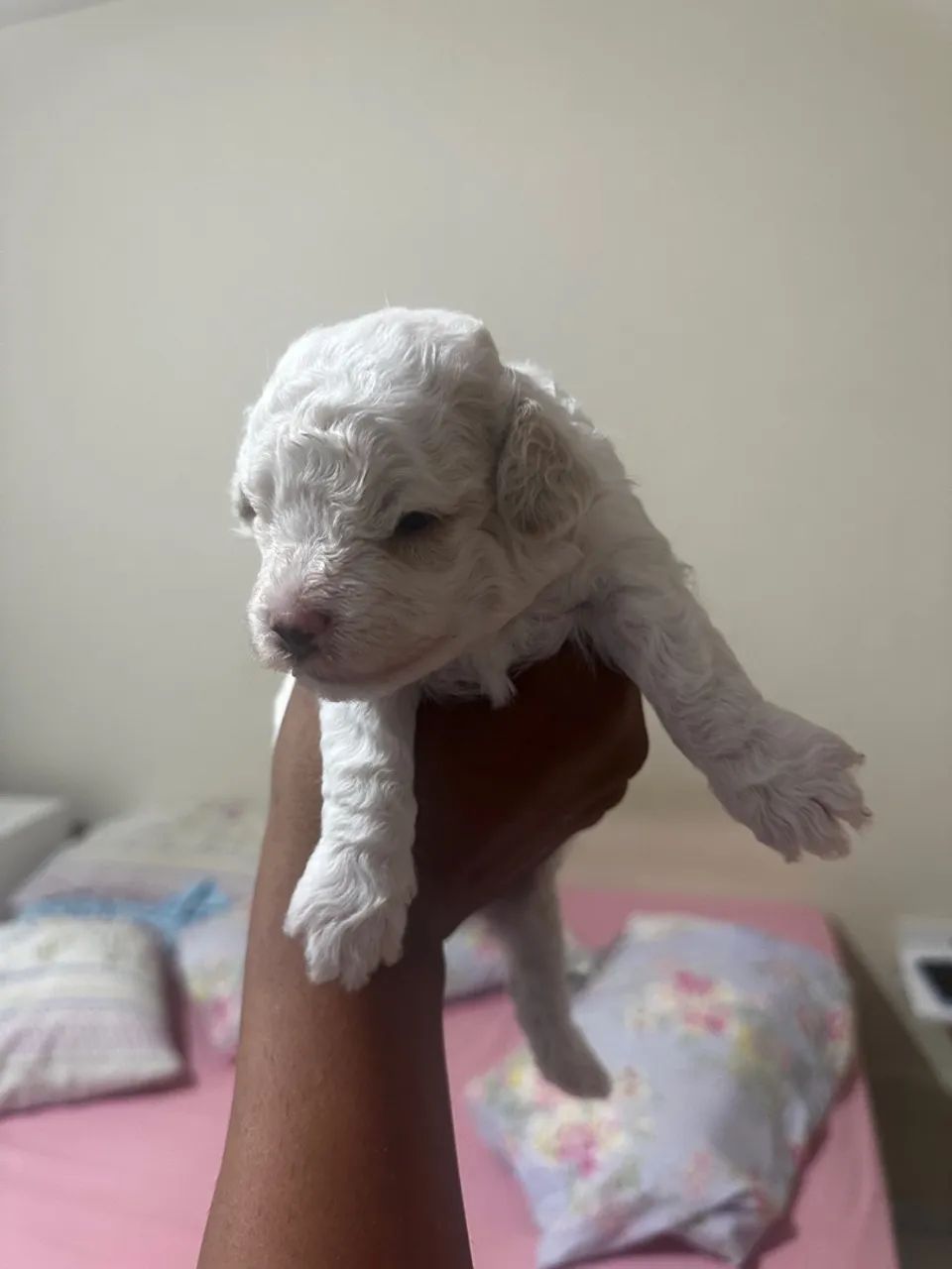 Poodle número 1  - Foto 3